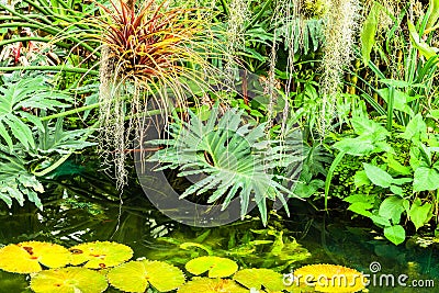 Various tropical plants background Stock Photo