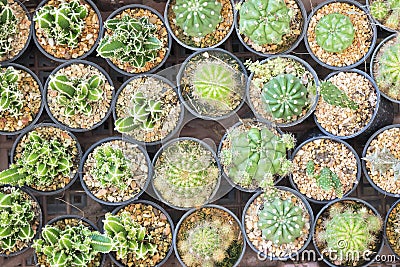 The various type of cactus in flat-lay scene Stock Photo