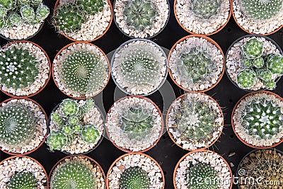 The various type of cactus in flat-lay scene. Stock Photo