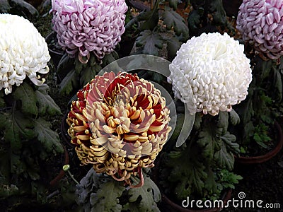 Various types of Chrysanthemum flowers bloomed in my garden in Burdwan, West Bengal, India. Stock Photo