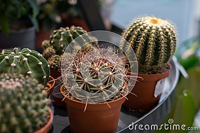 Various types of mini cactus,zebra plant ,echeveria kalanchoe succulent house plants clay pots on striped table clothes background Stock Photo