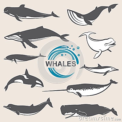 Various whales set Vector Illustration