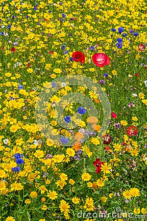 Various wild flowers bloosoms in the meadow Stock Photo