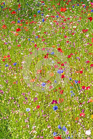 Various wild flowers bloosoms in the meadow Stock Photo