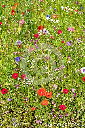 Various wild flowers bloosoms in the meadow Stock Photo