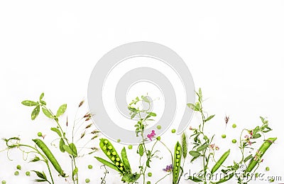 Various wild meadow green herbs on white background top view, flat lay, banner. Border of bright meadow herbs and flowers Stock Photo