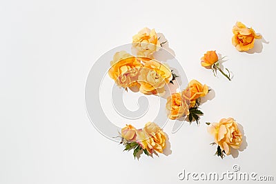 Various yellow roses scattered on a white background, overhead view Stock Photo