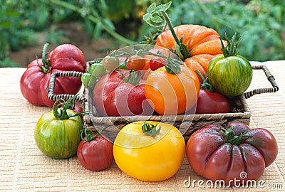 Varitey of Freshly Picked, Home Grown Tomatoes Stock Photo