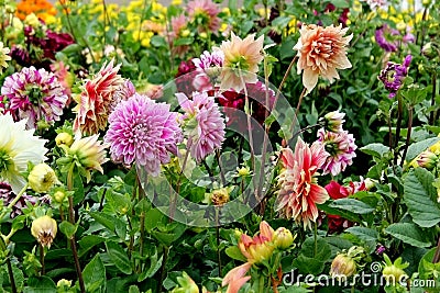 Varity of Garden Flowers blooming Stock Photo