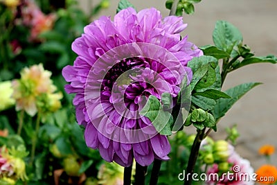 Varity of Garden Flowers blooming Stock Photo