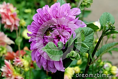 Varity of Garden Flowers blooming Stock Photo