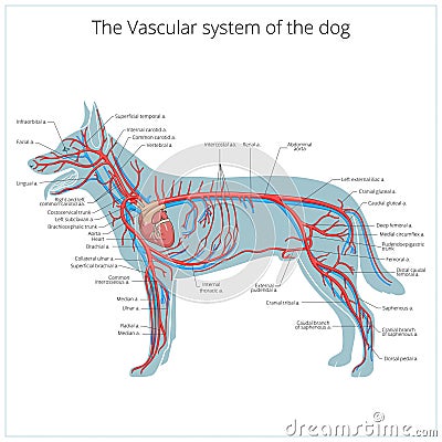 Vascular system of the dog vector illustration Vector Illustration