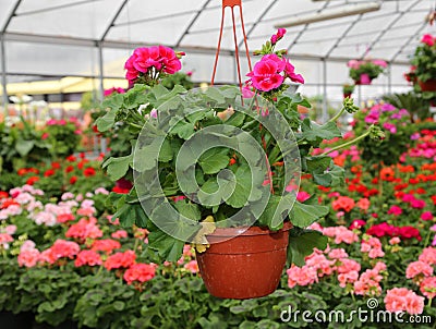 Vase with flowers geraniums for sale in the greenhouse Stock Photo