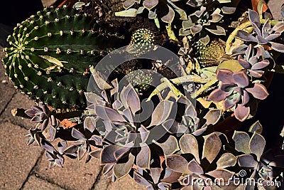 Vase full of succulent plants seen from above Stock Photo