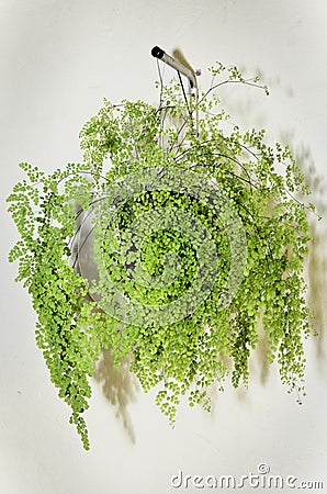 A vase with lush foliage of Adiantum raddianum Stock Photo