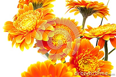 Vase of orange flowers Stock Photo