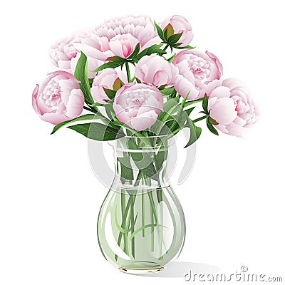 Pink peonies in vase on white background. Vector illustration. Vector Illustration