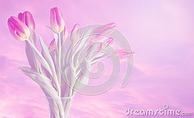 Vase of tulips with dreamy colours and soft pink background Stock Photo