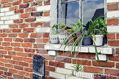 Vases with indoor plants stand on an old rural window outdoors against a red brick wall. Row of flower pots with geraniums, Stock Photo
