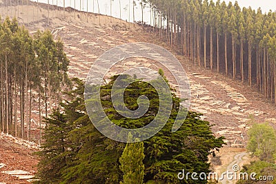 Vast clearcut Eucalyptus forest for timber harvest Stock Photo