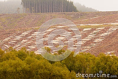 Vast clearcut Eucalyptus forest for timber harvest Stock Photo