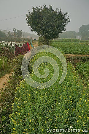 Vast field of mustard plants, genera Brassica and Sinapis, the mustard family. Stock Photo