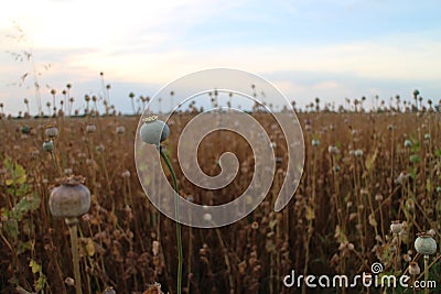Vast field with poppy heads Stock Photo