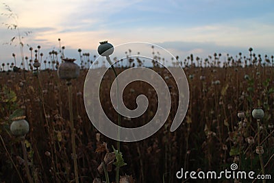 Vast field with poppy heads Stock Photo