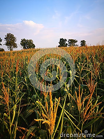 The vast field of ripe tassel and corn pollen. Stock Photo