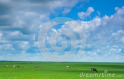 Vast green prairie Stock Photo