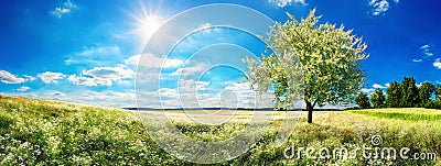 Vast meadow with blossoming tree in spring Stock Photo