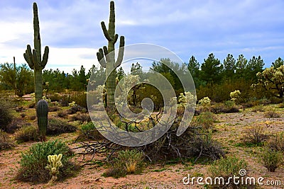 Central Sonora Desert Arizona Stock Photo