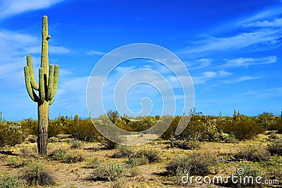 Central Sonora Desert Arizona Stock Photo