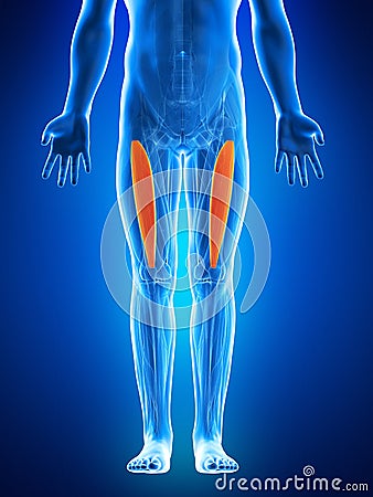 The vastus intermedius Cartoon Illustration