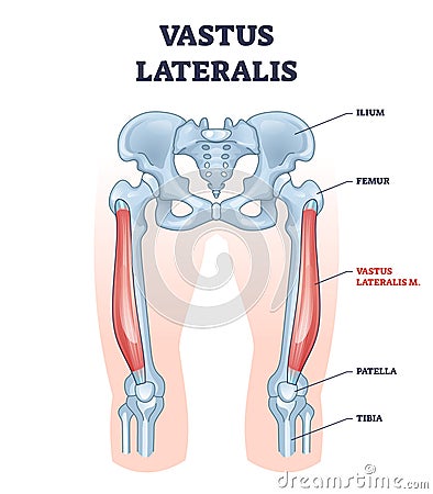 Vastus lateralis muscle location and hip or leg skeletal bone outline diagram Vector Illustration