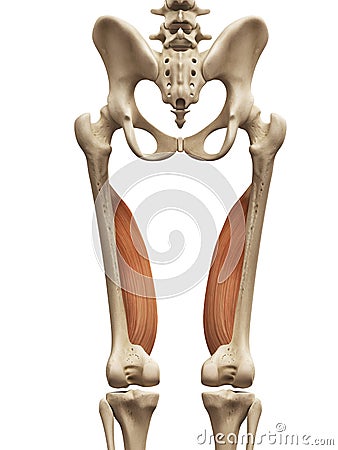 the vastus medialis Stock Photo