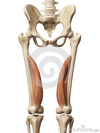 The vastus medialis Stock Photo