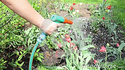Vatten för handslangblomma Vatten för handslangblomma