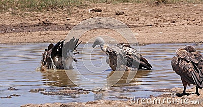 Vautour blanc d'Afrique, gitans afrique, groupe debout dans l'eau, ayant Bath, Nairobi Park au Kenya, temps réel banque de vidéos Vautour blanc d'Afrique, gitans afrique, groupe debout dans l'eau, ayant Bath, Nairobi Park au Kenya, temps réel banque de vidéos