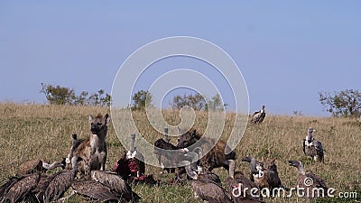 Vautour d'Afrique, gitans africains, vautour de Ruppell, gitans roupelli, chacal à dos noir, canis mesomelas, tacheté H banque de vidéos Vautour d'Afrique, gitans africains, vautour de Ruppell, gitans roupelli, chacal à dos noir, canis mesomelas, tacheté H banque de vidéos