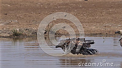 Vautour d'Afrique à dos blanc, gitans africains, debout dans l'eau, ayant Bath, Nairobi Park au Kenya, banque de vidéos Vautour d'Afrique à dos blanc, gitans africains, debout dans l'eau, ayant Bath, Nairobi Park au Kenya, banque de vidéos