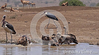 Vautour d'Afrique à dos blanc, gitans africains, Groupe debout dans l'eau, ayant Bath, Marabou Stork, Leptoptilos crumeniferus, m clips vidéos Vautour d'Afrique à dos blanc, gitans africains, Groupe debout dans l'eau, ayant Bath, Marabou Stork, Leptoptilos crumeniferus, m clips vidéos