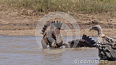 Vautour d'Afrique à dos blanc, gitans d'Afrique, vautour de Ruppell, gitans de rueppellii, groupe debout dans l'eau, ayant Bath, banque de vidéos Vautour d'Afrique à dos blanc, gitans d'Afrique, vautour de Ruppell, gitans de rueppellii, groupe debout dans l'eau, ayant Bath, banque de vidéos