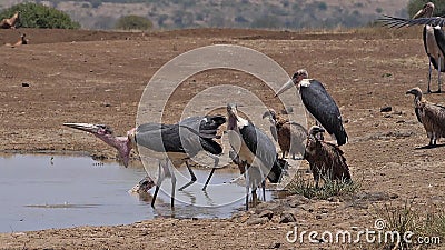 Vautour d'Afrique à dos blanc, gitans afrique, Groupe debout au Water Hole, Marabou Stork, Leptoptilos crumeniferus , Boisson clips vidéos Vautour d'Afrique à dos blanc, gitans afrique, Groupe debout au Water Hole, Marabou Stork, Leptoptilos crumeniferus , Boisson clips vidéos