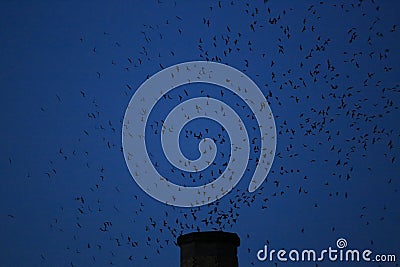 Vaux's Swifts Stock Photo