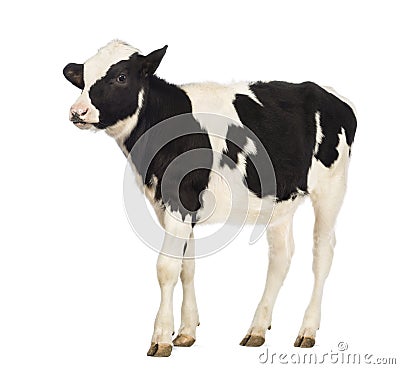 Calf, 8 months old Stock Photo