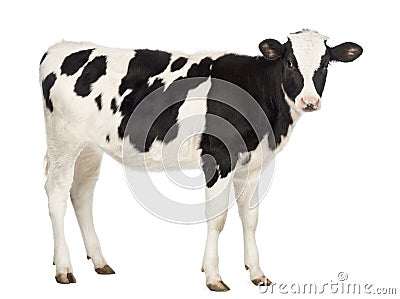 Calf, 8 months old, looking at the camera Stock Photo