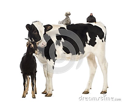 Calf, 8 months old, standing with a Polish chicken Stock Photo