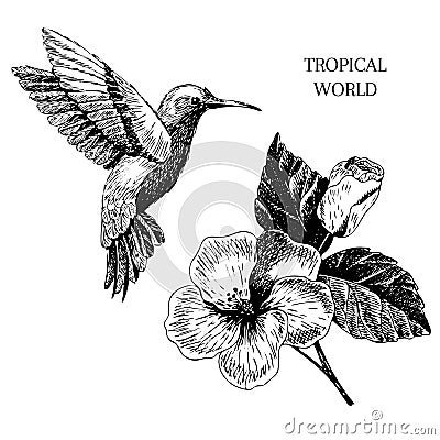 Vecotr hand drawn tropical plant icons. Exotic engraved leaves and flowers. Isoalated on white. hibiscus, hummingbird. Vector Illustration