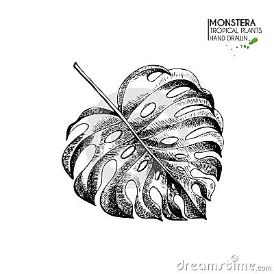 Vecotr hand drawn tropical plant icons. Exotic engraved leaves and flowers. Isoalated on white. Monstera deliciosa palm Vector Illustration